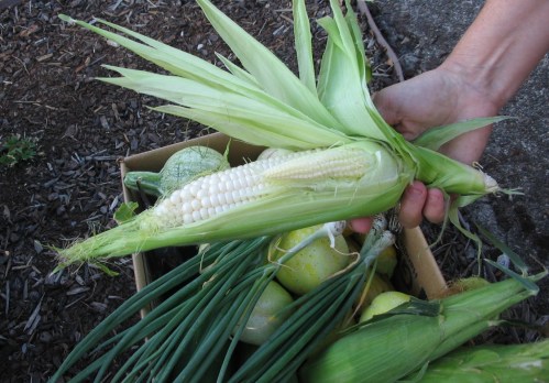 Double-takes on sweet corn