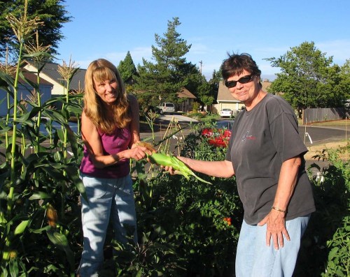 First corn pickings and smiles of success