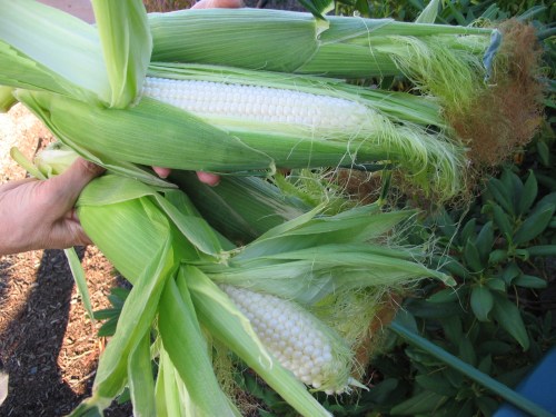 Irresistible sweet corn var. Silver Princess
