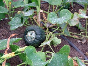 Powdery mildew on Butternut squash