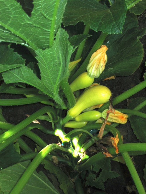 Squash sextuplets and this is only one group!