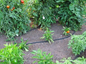 The comedy team peppers 17 weeks after transplant-Sept. 2009