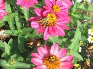 Juba skipper on 'Cherry Profusion' zinnias