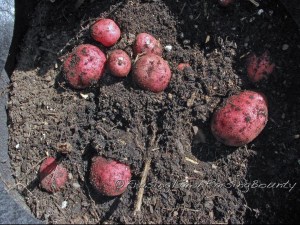 'Cranberry Red' potatoes being dug up from growing bags