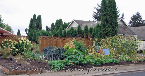 "Looking good" yet hunry pests lurk in the chard and kale.  So, now you see us.....