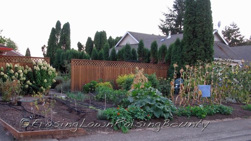 Free of aphids and ...........