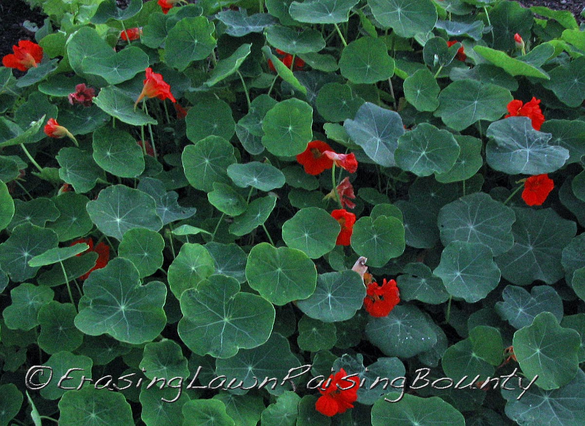 Nasturtiums-Fall