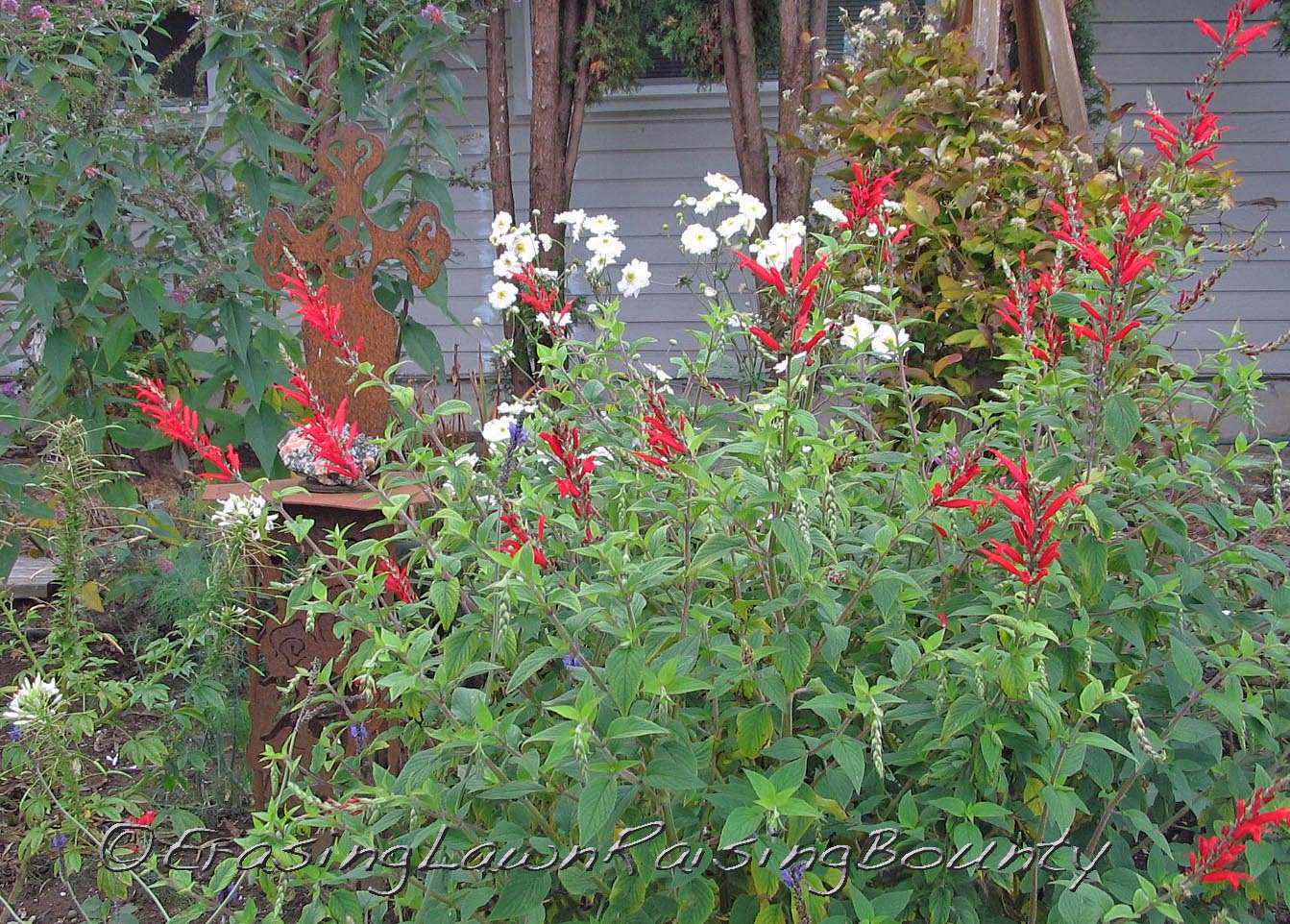 SalviaCleomeAnemone-Fall