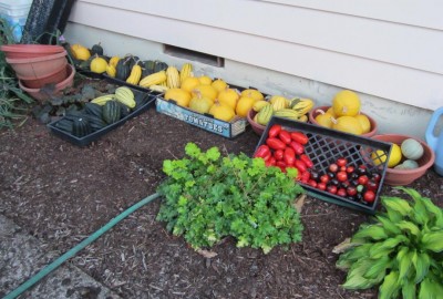 The typical way we keep the squash, melon, and tomato harvest aired and dry during the mild, not-too-rainy days of fall....stored under my eaves.