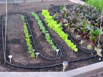 Tasty greens sprouting for fall crop.  Mature beets further right even overwintered well under the snow pack.