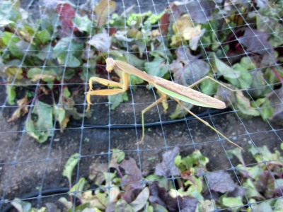 Apologies to our beautiful praying Mantis, who is probably eyeing an insect or two under the netting.  What a beaut!
