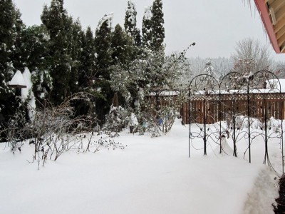 The birds had to learn to eat snow on their feeder for a few days.  Thank goodness for seeds on the old flower stalks, although the snow buried a lot of those.  
