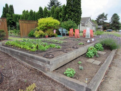 The summer Solstice energies always help things get growing...sometimes too fast...bolting radishes! 