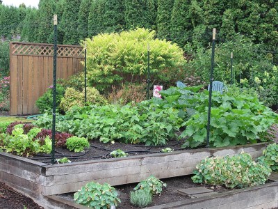 Entering the peak season of maturity: lettuce overlapping with bush beans, squash blossoms, baby zucchini, and green tomatoes!  July 23-2014