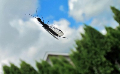 Snakefly!  A treat to see one land outside my patio door.  This is a female, with that long ovipositor at the end.  These are some of nature's natural pest controllers.  She is about 1.5" long. 