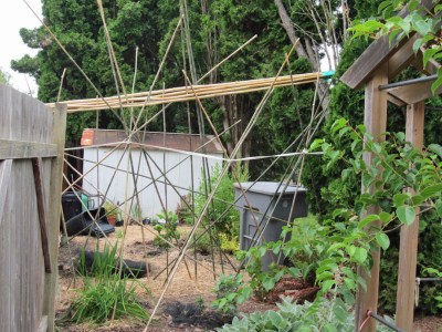 Neighbor's artistic use of bamboo at back of our property to confuse deer.