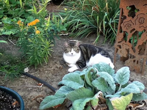 Aspen finding the easy way to deal with heat...shade!