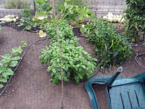 Mature and harvested spaghetti and delicata squash (background) giving more room for other squash and melons to roam. Deer deterrent that has worked best is the upside down chair, preventing his landing attempt! Basil is lushly growing, immune to browsing.