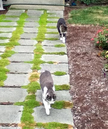 Aspen and Juni checking out the photo session.