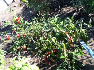 Our discriminating deer is wise--no eating hot peppers, just eat all the leaf tips!