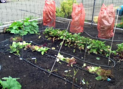 deerdamage July2016-2