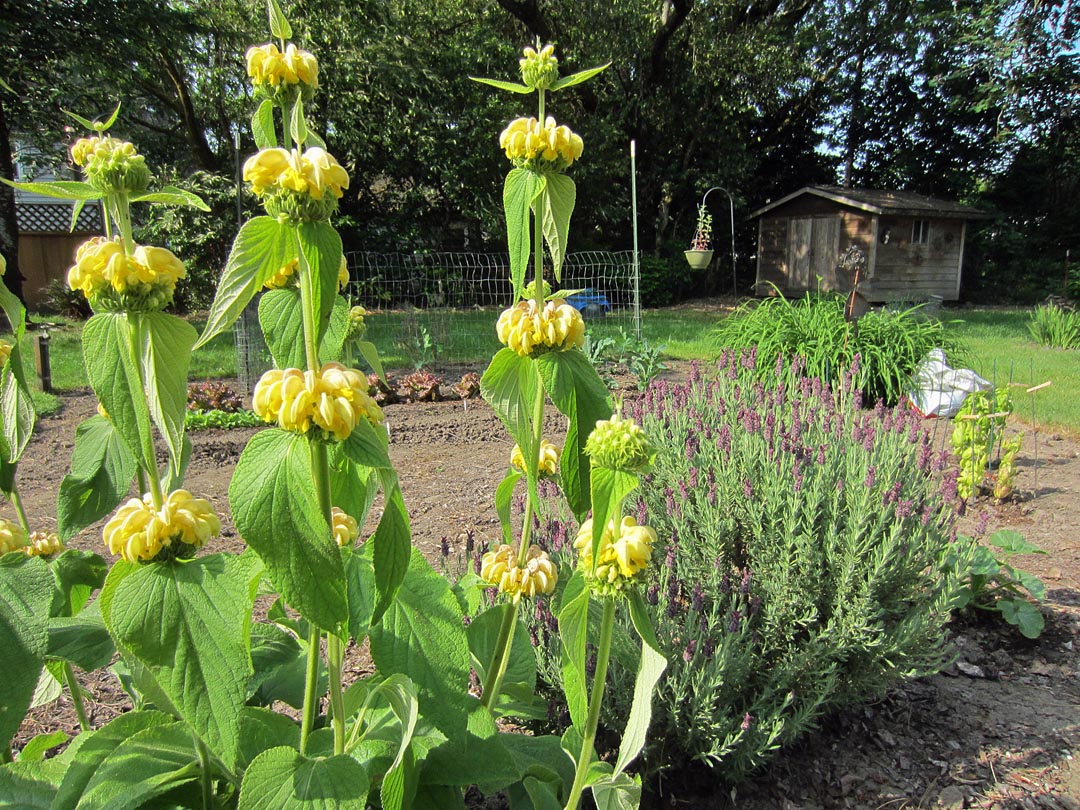 jerusalem sage-lavender