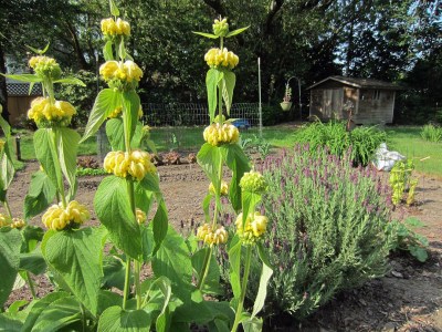 jerusalem sage-lavender