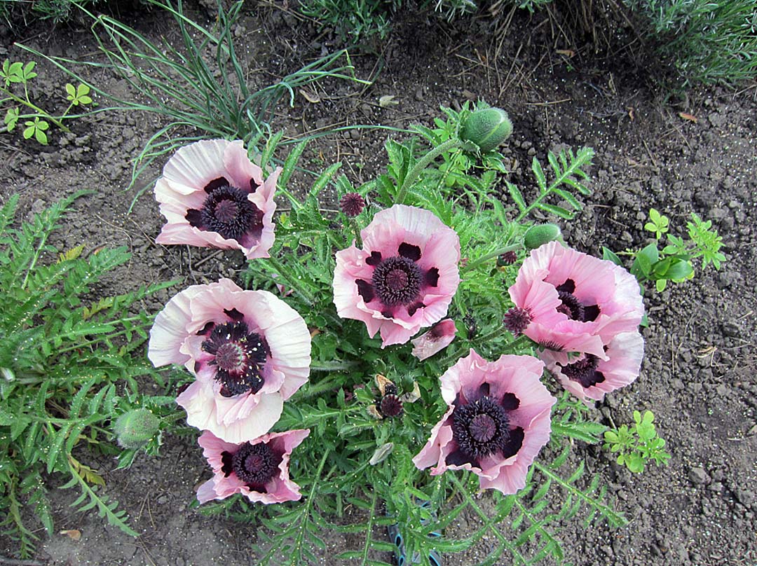 peakbloompoppies